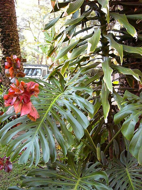 Tropical vegetation but cold nights
