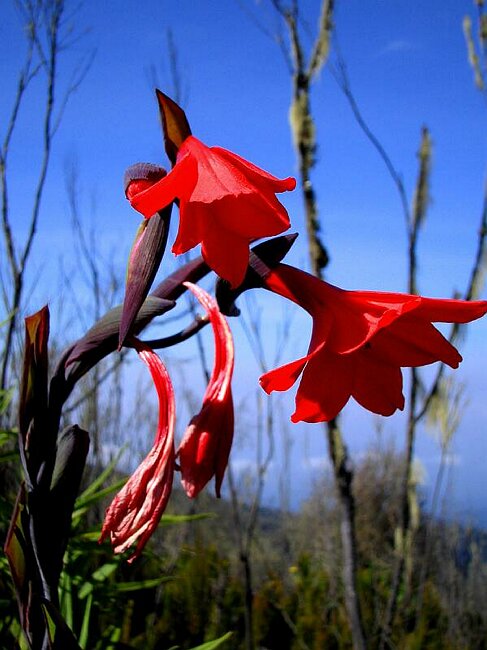 Gladioli
