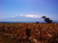 Maize fields under a majestic mountain