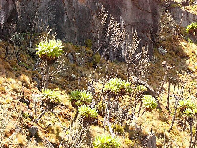Senecio johnstonii (giant groundsel)