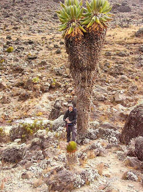 Giant senecio