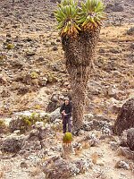 Giant senecio