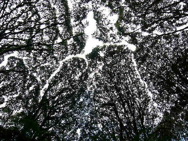 Tree crowns