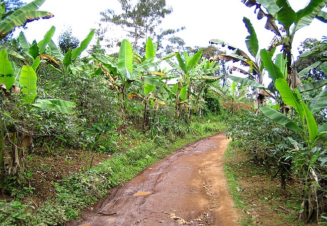 Fertile orchards at the foot of the Kilimanjaro