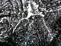 Tree crowns