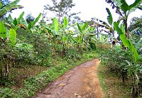 Fertile orchards at the foot of the Kilimanjaro
