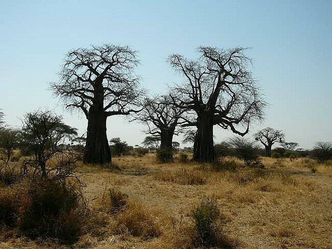 Baobabs
