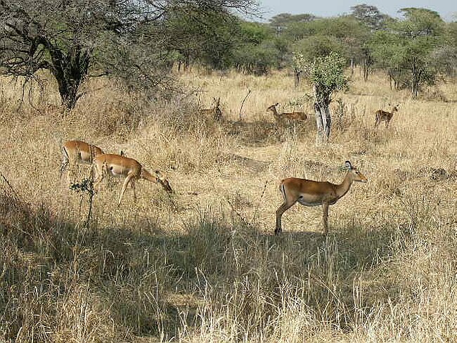 Impalas