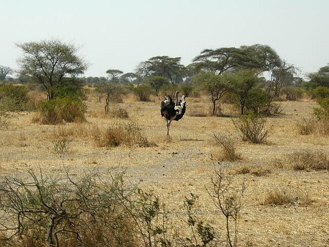 Mr Ostrich