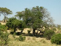 See the giraffes?
