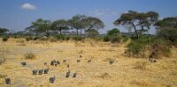 Guinea fowl