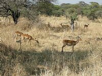 Impalas